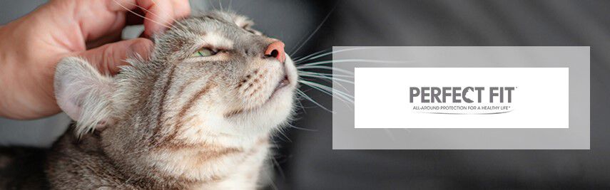 Perfect Fit Perfect Fit